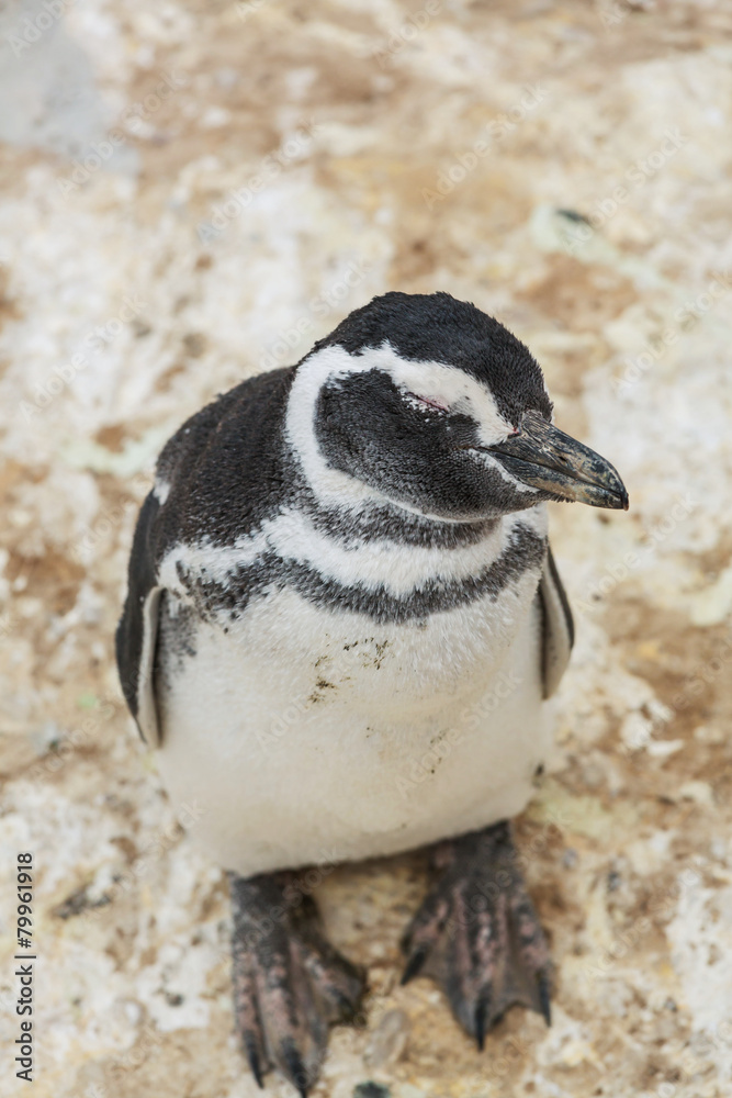 Fototapeta premium Penguin