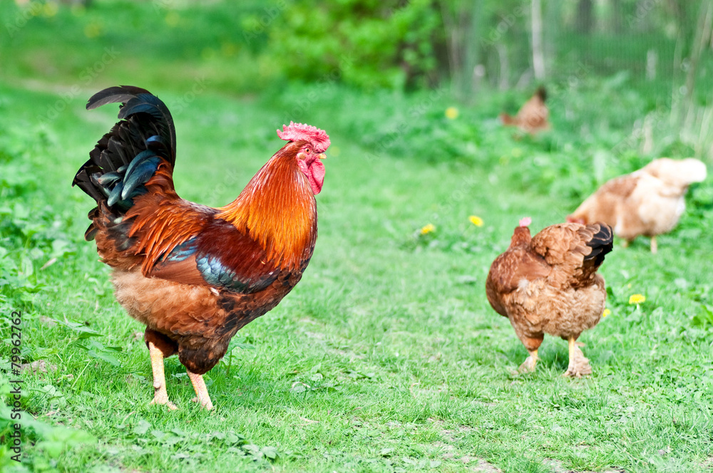 Fototapeta premium Hens and rooster