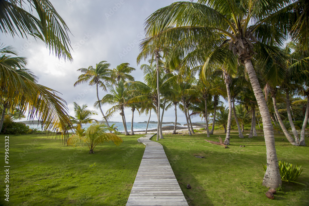 path to beach through coconut palm trees