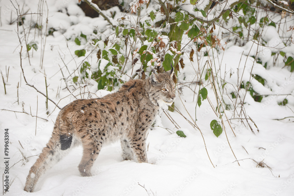 Fototapeta premium Luchs im Schnee