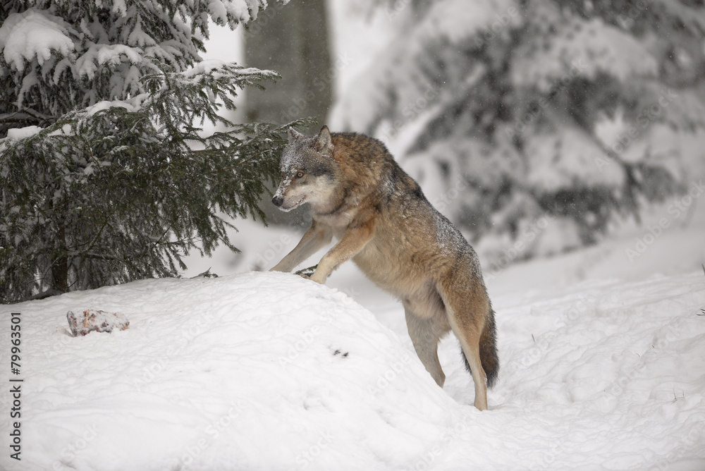 Obraz premium Wolf im Winter