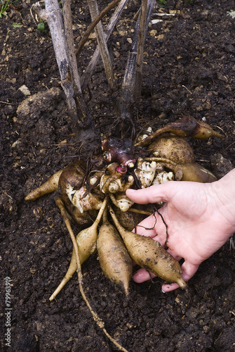 Fresh Yacon roots (smallanthus sonchifolius) photo