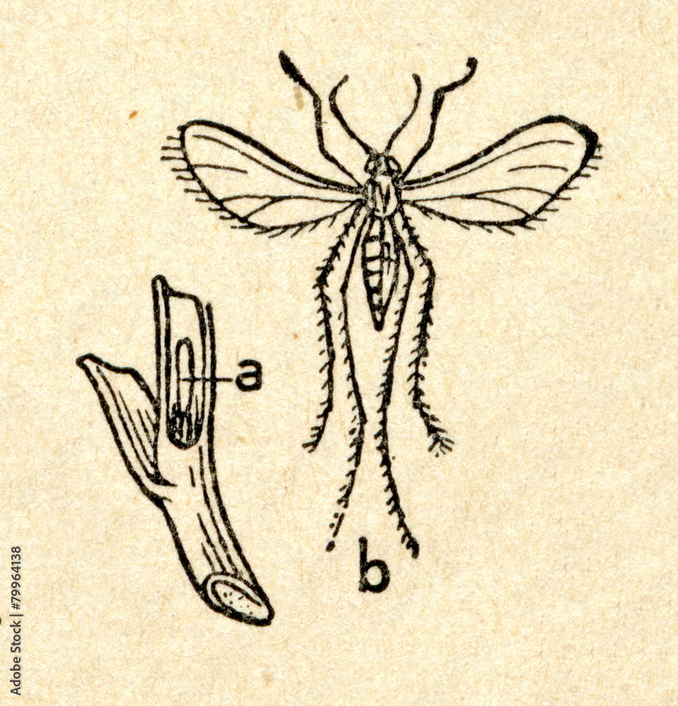 Hessian Fly (mayetiola Destructor) Stock Illustration 