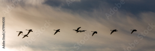 Group whooper swans heading to the north in flight