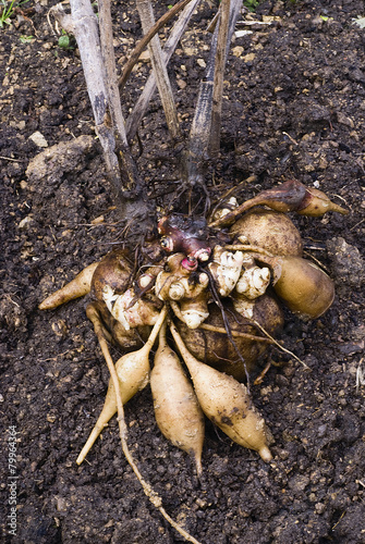 Fresh Yacon roots (smallanthus sonchifolius)