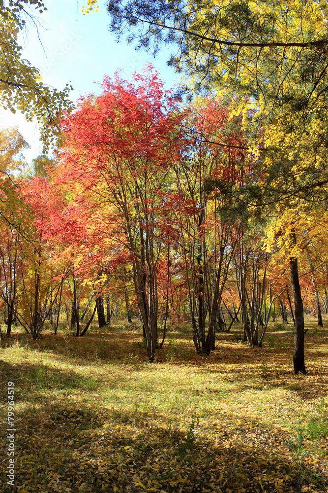 Autumn landscape - mixed forest