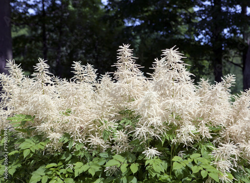 Blooming Aruncus dioicus (goat's beard, buck's beard)..