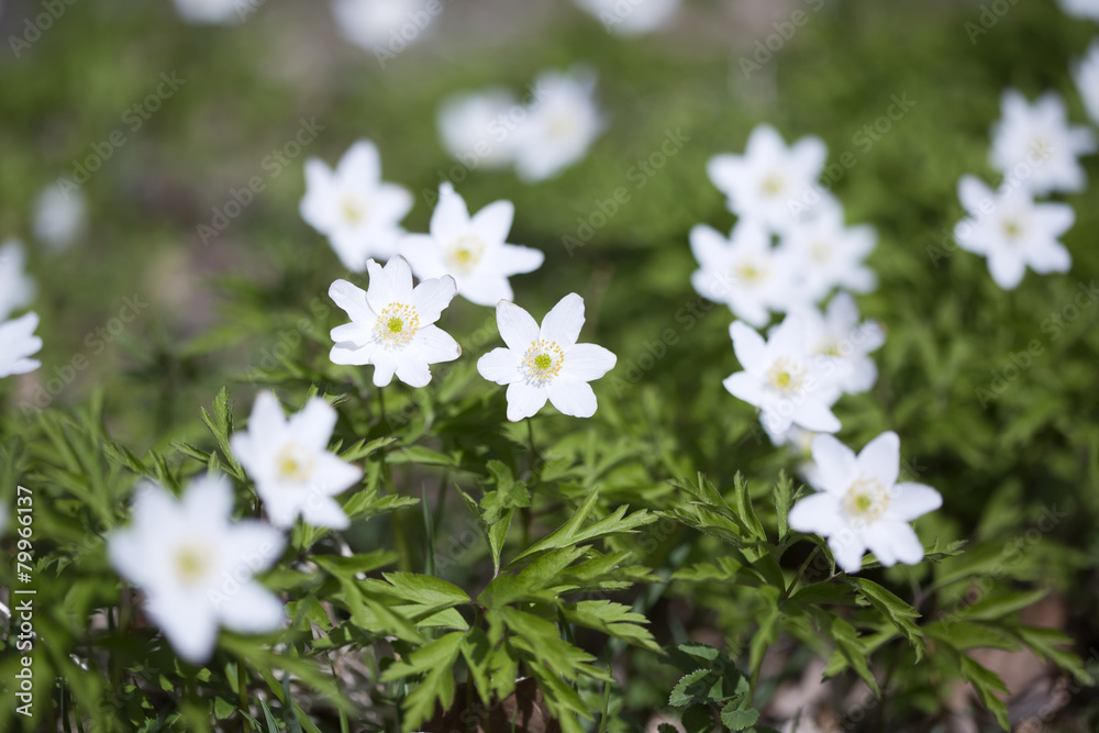 The first spring flowers - white snowdrops