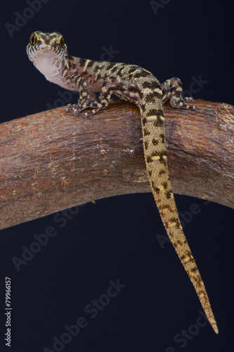 Island Least Gecko (Sphaerodactylus sputator)