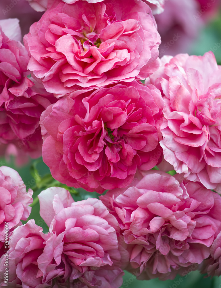 Garden rose Garden rose