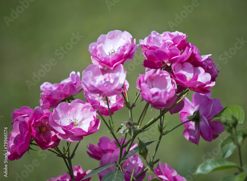 rosebush