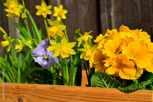 Garten pflanzen im Frühling 