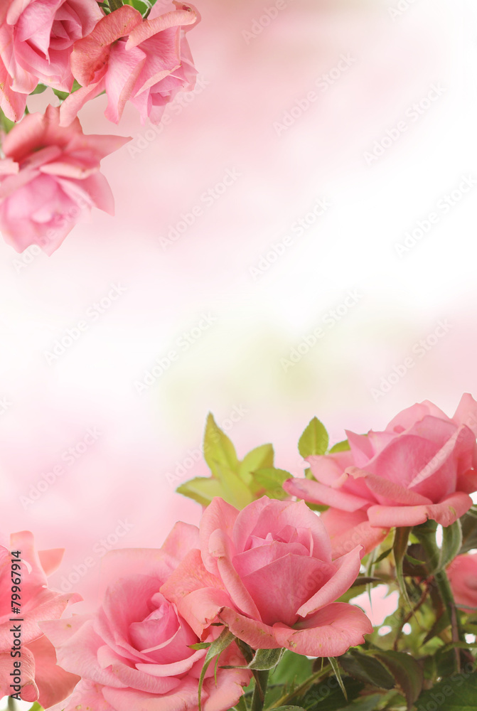 Fototapeta premium card with pink roses