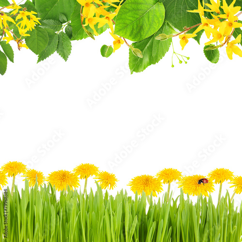 Beautiful spring background with blooming twigs, green grass