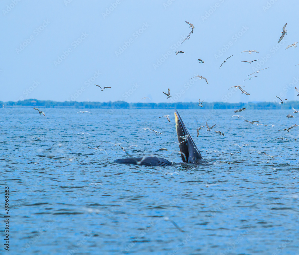 Fototapeta premium Whales eating fish (Balaenoptera brydei) in Gulf of Thailand