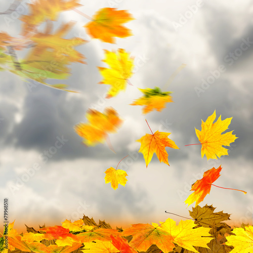 Collage of autumn leaves on sky background