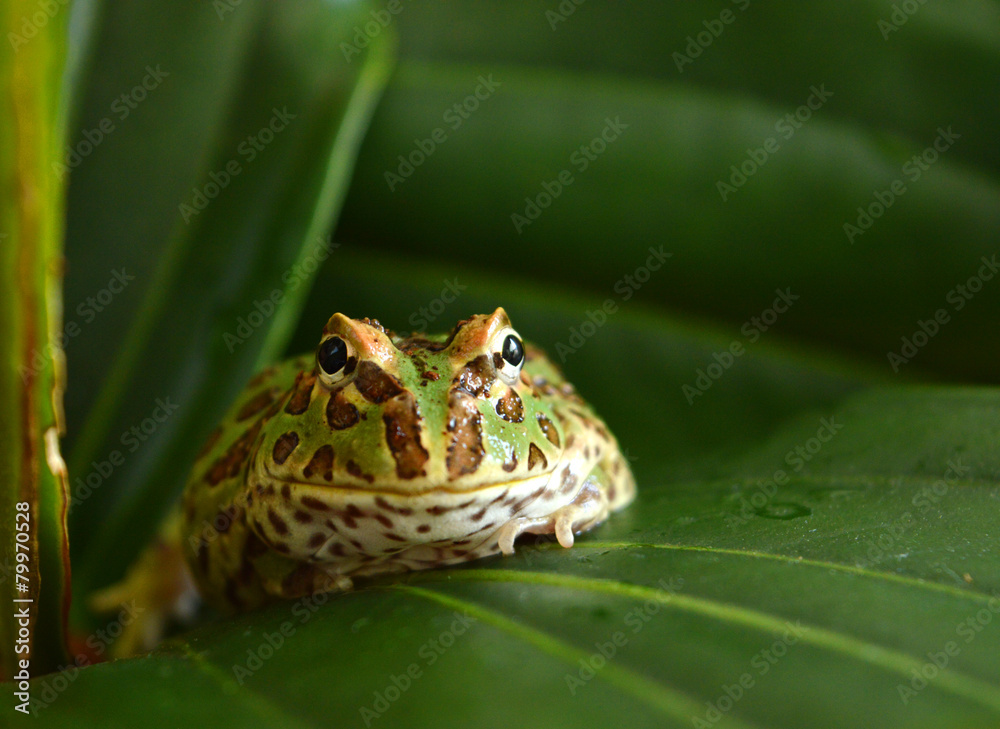Naklejka premium frog pacman(ceratophrys ornata)