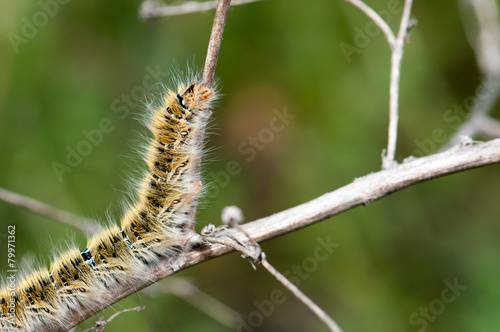 Procesonaria photo