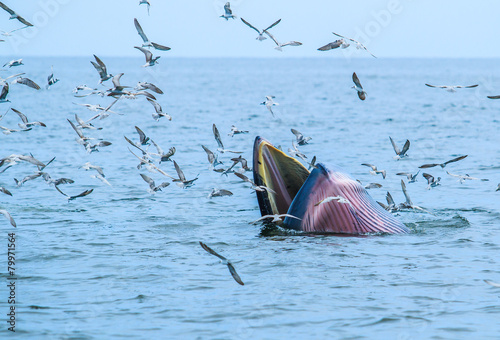 Whales eating fish (Balaenoptera brydei) in Gulf of Thailand photo