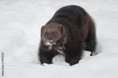 Wolverine in snow