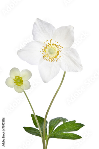 Fototapeta Naklejka Na Ścianę i Meble -  Two beautiful delicate flowers isolated on white background