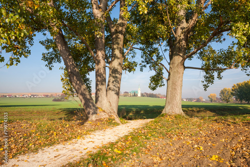 Way between trees photo