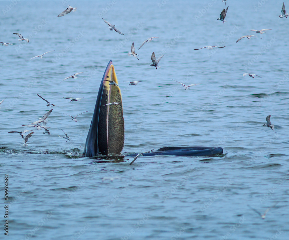 Obraz premium Whales eating fish (Balaenoptera brydei) in Gulf of Thailand