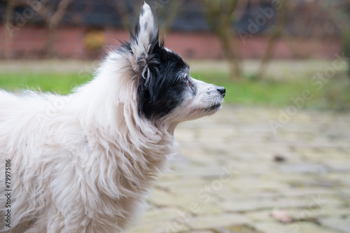 Black and white dog