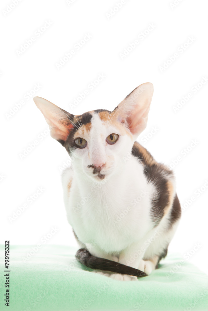 Oriental Shorthair cat Oriental Shorthair cat