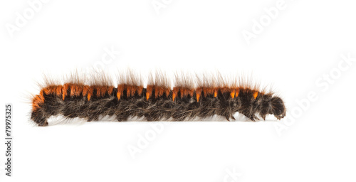 Furry vermin caterpillar