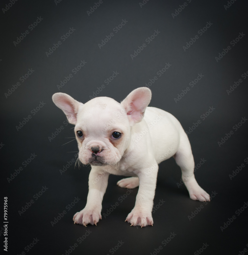 Grumpy French Bulldog Puppy