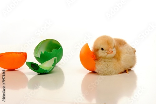 Cute little chicks withcolorful broken eggs photo