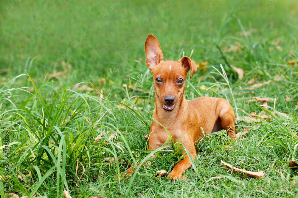 Funny puppy Miniature Pinscher playing on green grass