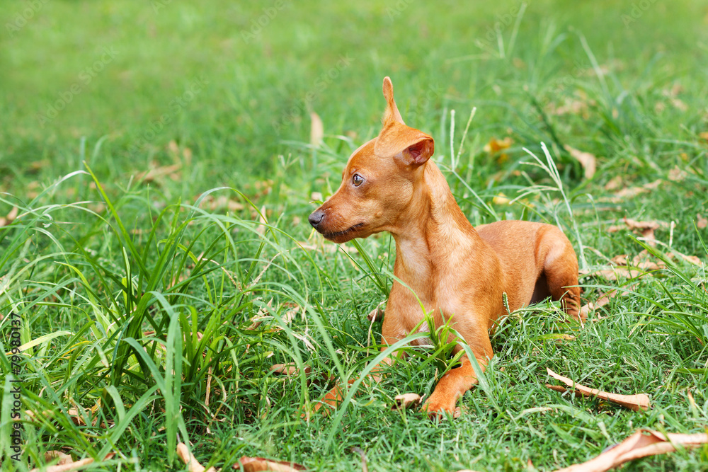 Funny puppy Miniature Pinscher playing on green grass Funny puppy Miniature Pinscher playing on green grass