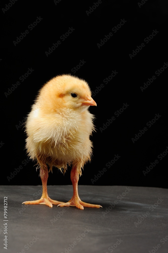 Fototapeta premium Cute little chick standing isolated on black background