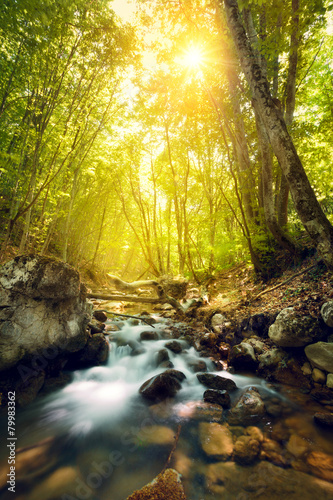 Sunset in the beautiful forest. Mountain river. Summer landscape