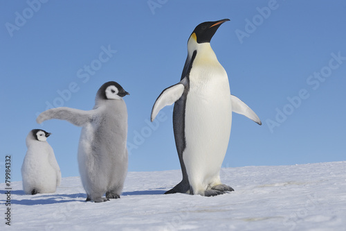 Antarctica, Antarctic Peninsula, Emperor penguin with chicks on snow hill island