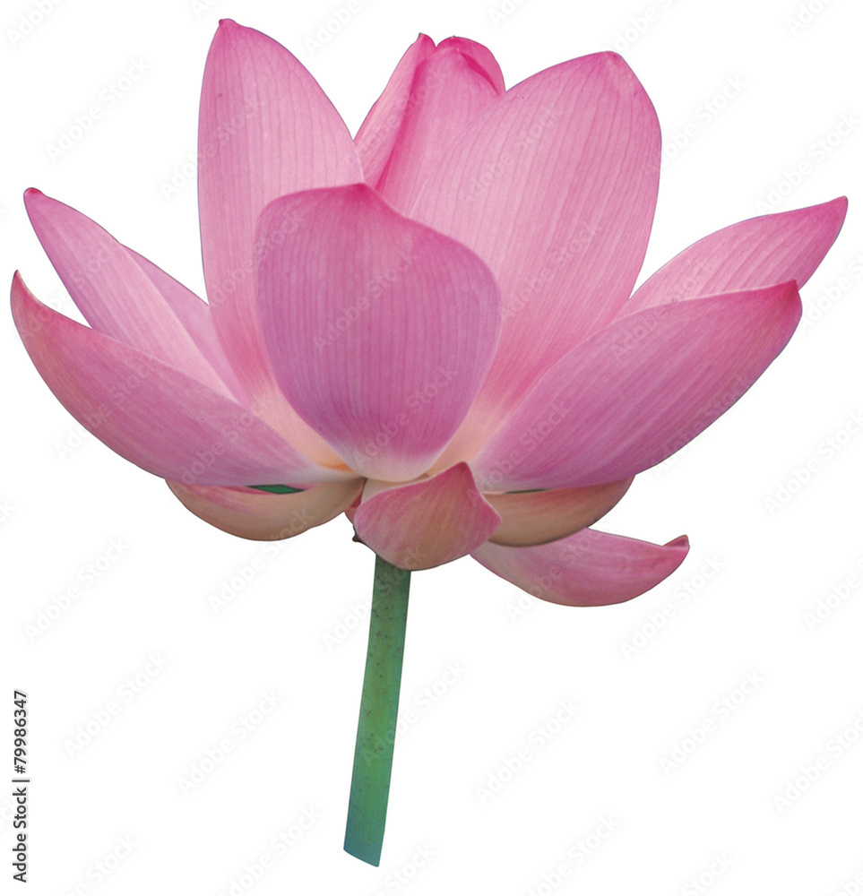 Fototapeta premium 다양한 오브젝트