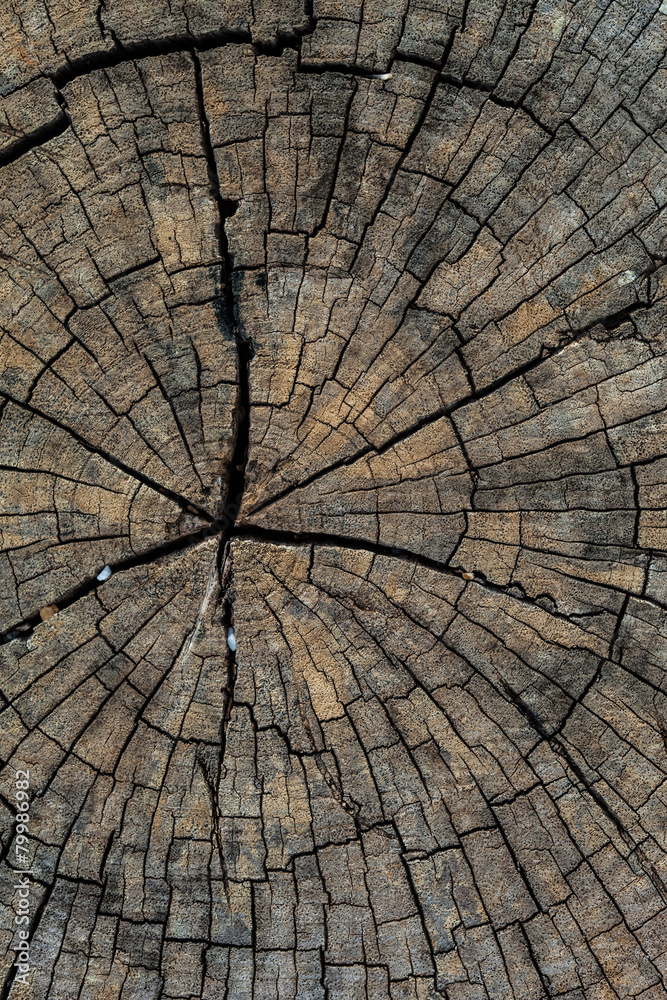 Fototapeta premium Old wood background