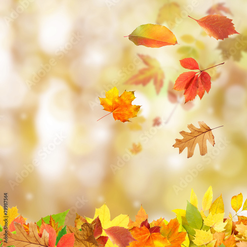 Collage of autumn leaves on bright background