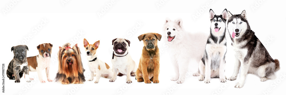 Dogs isolated on white