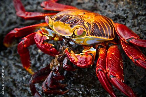 Red sally lihgt foot crab on a rock Galpagos Islands
