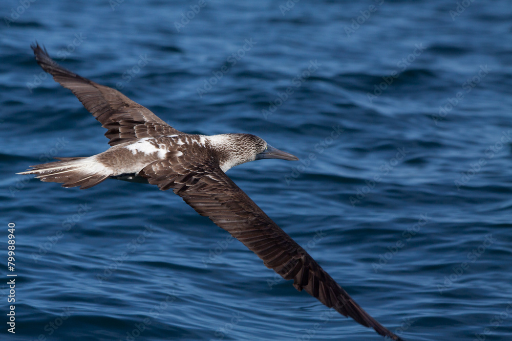 Blue footed booby flying in the Galpagos Islands Blue footed booby flying in the Galpagos Islands