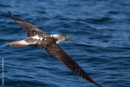 Blue footed booby flying in the Galpagos Islands