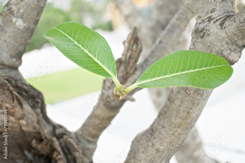 Bud leaves of plumeria or frangipani