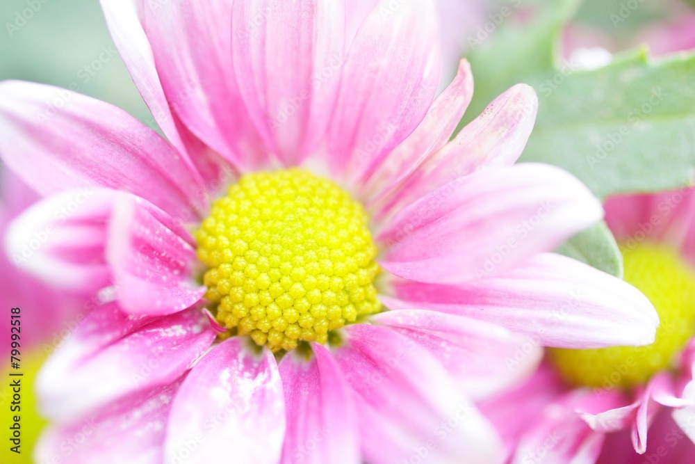 Chrysanthemum flowers Chrysanthemum flowers