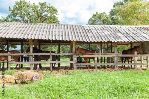 Fototapeta Naklejka Na Ścianę i Meble -  Horses in the old barn
