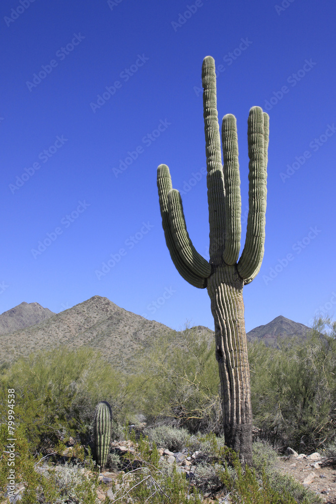 Giant saguaro cactus