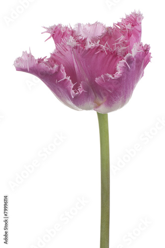 Fototapeta Naklejka Na Ścianę i Meble -  tulip