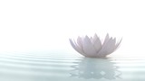 Zen lotus on water